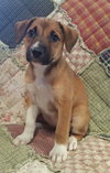 Roxie