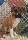 Roxie