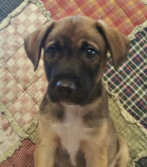 Scout