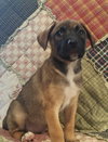 Scout