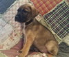 Scout