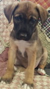 Scout