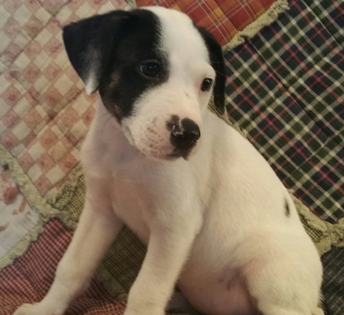 Bella