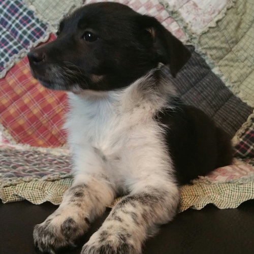 Tilly