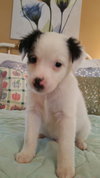Phoebo
