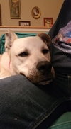 Buddy