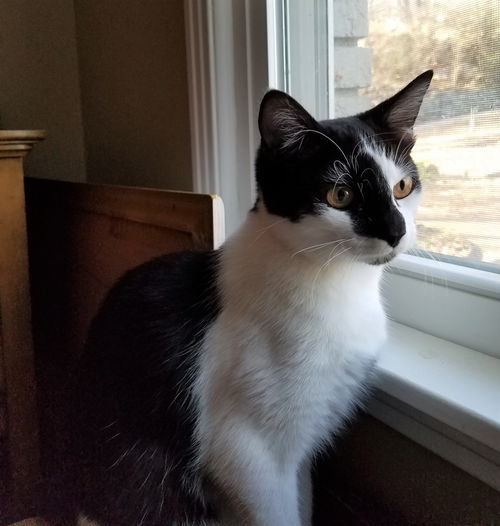 Tasha