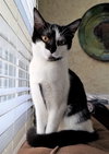 Tasha