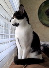 Tasha