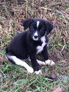 LoLa