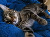 Teyla