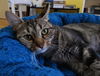 Teyla