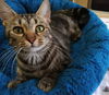 Teyla