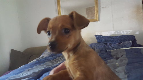 Cooper