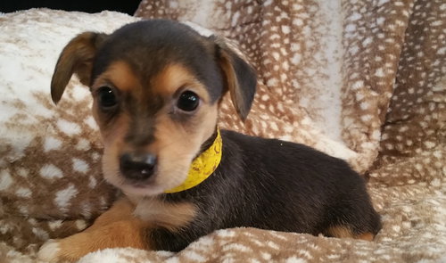 Theodore Roosevelt (Teddy)