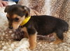Theodore Roosevelt (Teddy)