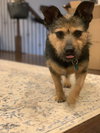 Penny