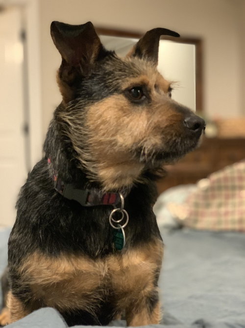 Penny