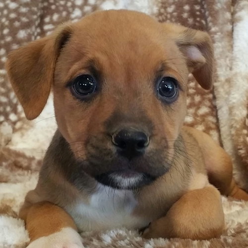 Bella