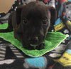 Baylor