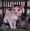 Little Grey & Amber