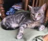 Little Grey & Amber