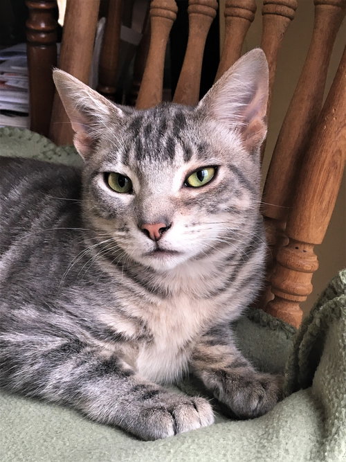 Little Grey & Amber