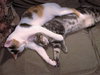 Little Grey & Amber