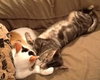 Little Grey & Amber