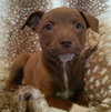 Sheba Marie