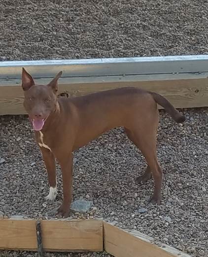 Sheba Marie