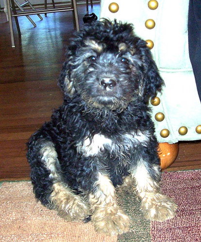 Albert