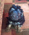 Albert