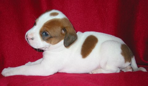 Bailey
