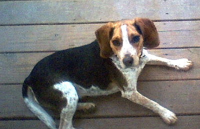 Bailey