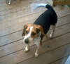 Bailey