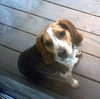 Bailey