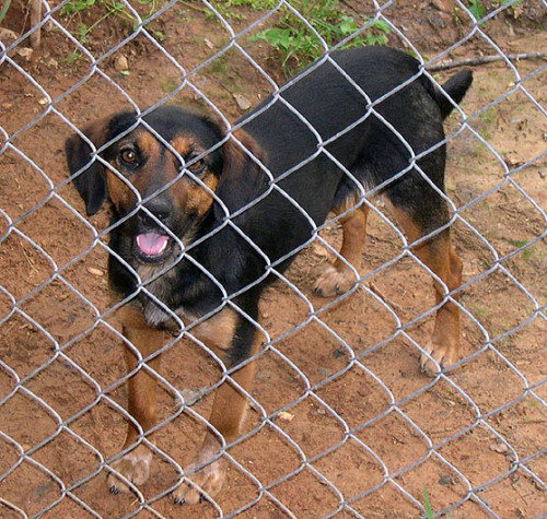 Bailey