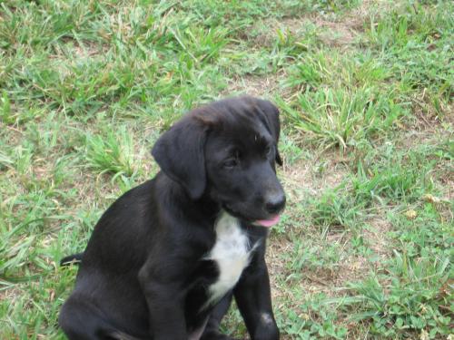 Barkley