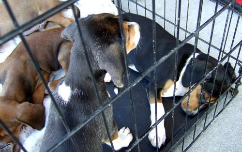 BeagleX pups!