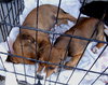BeagleX pups!