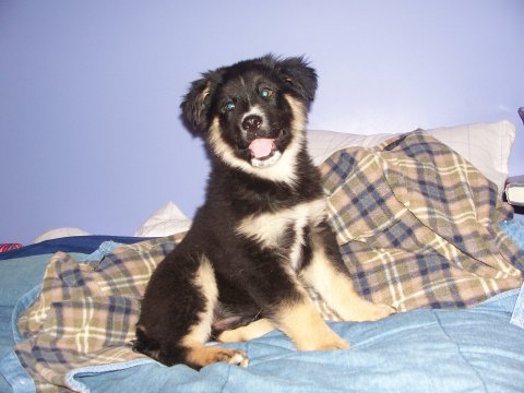 Bear