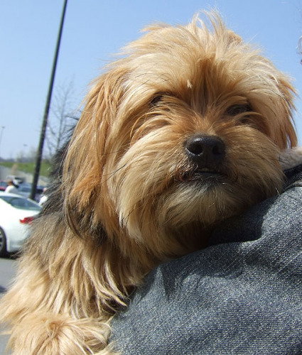 Benji