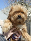 Benji