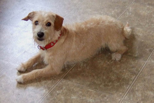 Benji