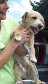 Benji