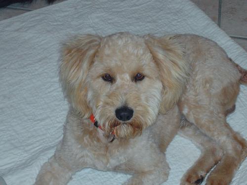 Benson