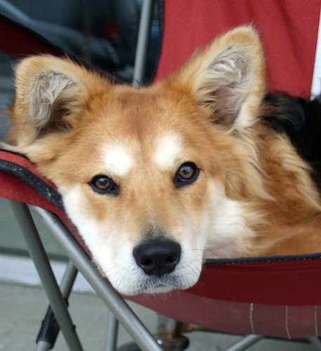 Bruno 2