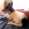 Buddy B.