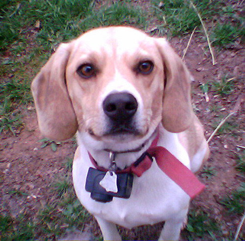 Burt